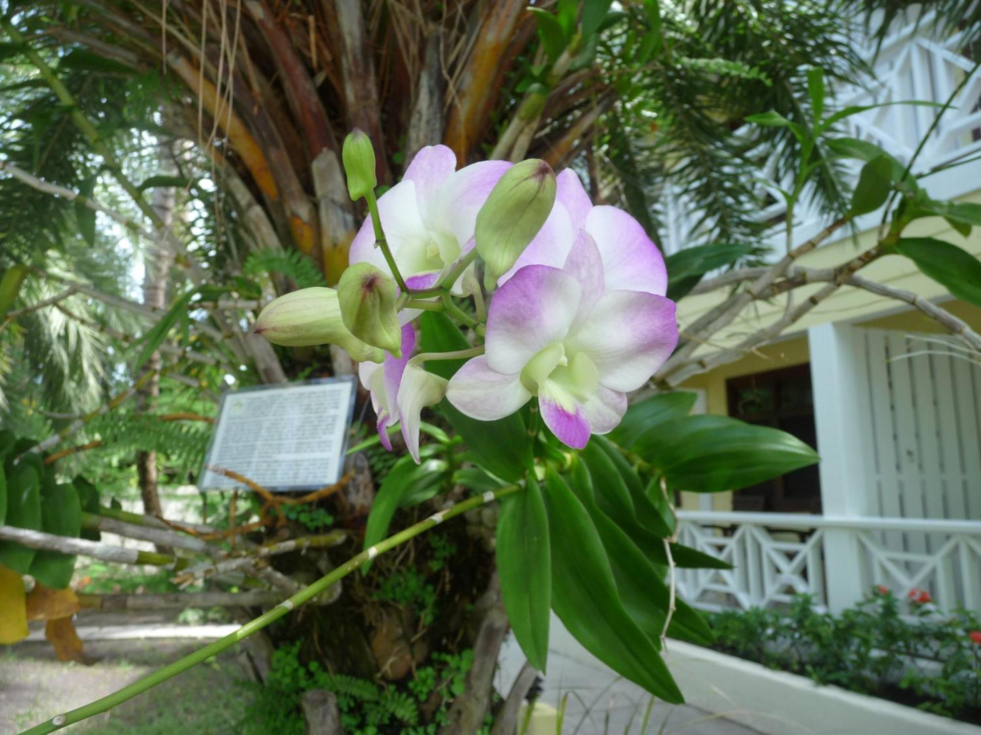 Buccaneer Beach Club Dickenson Bay Extérieur photo
